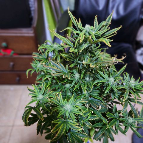 Gorilla Girl XL Auto growlog timeline photo
