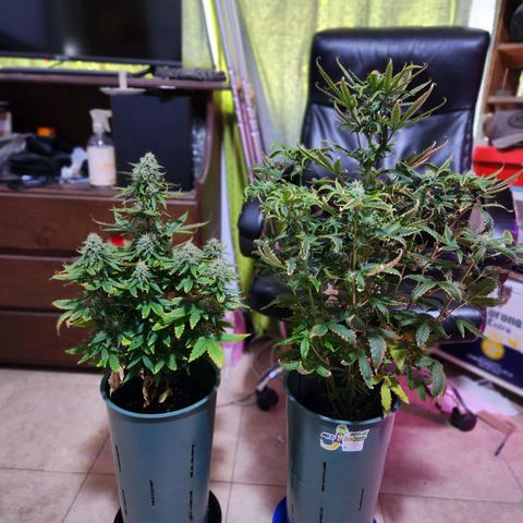 Gorilla Girl XL Auto growlog timeline photo