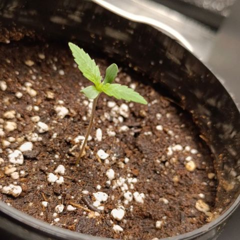 Epsilon growlog timeline photo