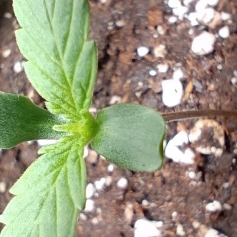 Epsilon growlog timeline photo