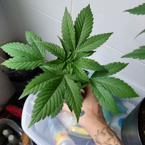 Quatro Topos growlog timeline photo