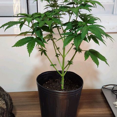 Quatro Topos growlog timeline photo