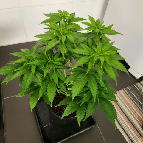 Quatro Topos growlog timeline photo