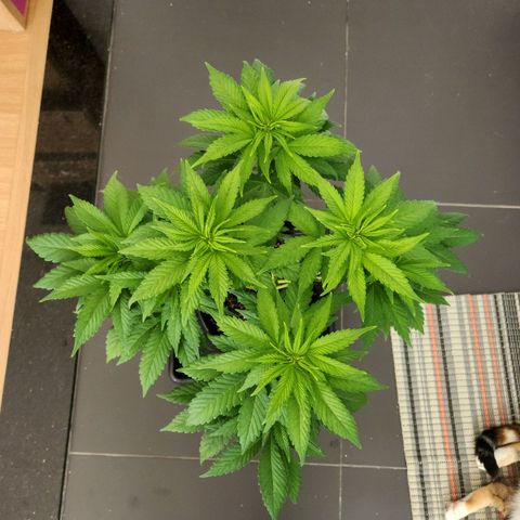 Quatro Topos growlog timeline photo