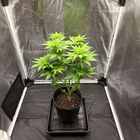 Quatro Topos growlog timeline photo