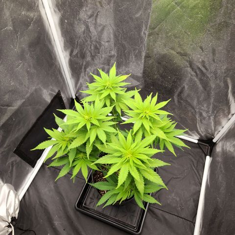 Quatro Topos growlog timeline photo