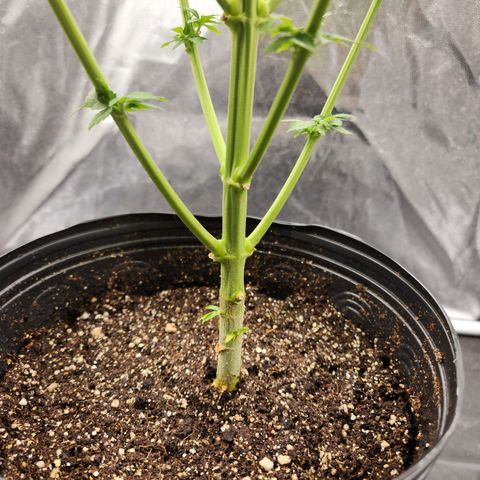 Quatro Topos growlog timeline photo