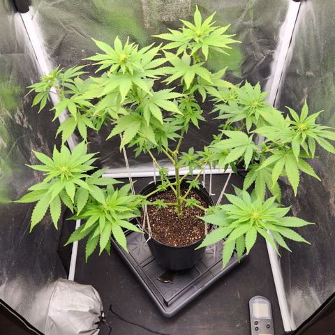 Quatro Topos growlog timeline photo