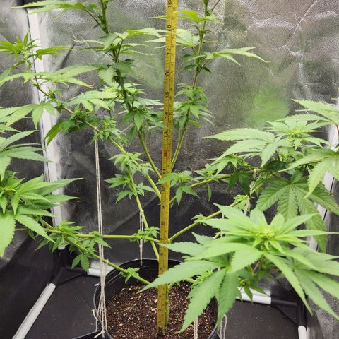Quatro Topos growlog timeline photo