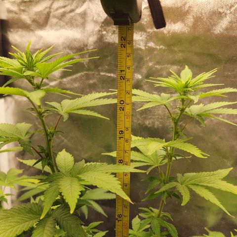 Quatro Topos growlog timeline photo