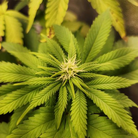 Quatro Topos growlog timeline photo