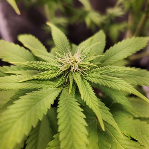 Quatro Topos growlog timeline photo