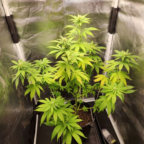 Quatro Topos growlog timeline photo