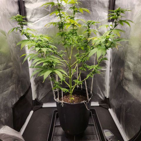 Quatro Topos growlog timeline photo