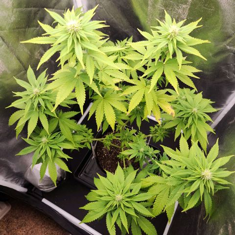 Quatro Topos growlog timeline photo