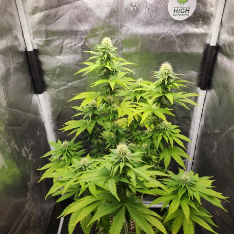Quatro Topos growlog timeline photo