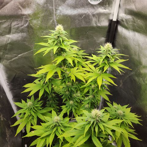 Quatro Topos growlog timeline photo