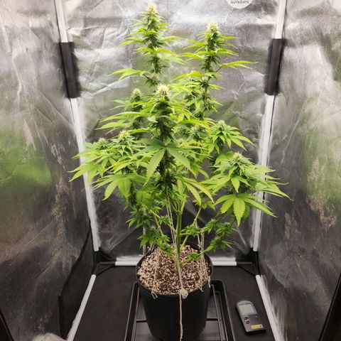 Quatro Topos growlog timeline photo