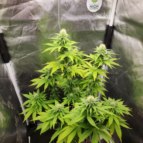 Quatro Topos growlog timeline photo