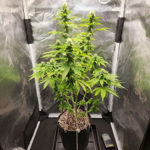 Quatro Topos growlog timeline photo