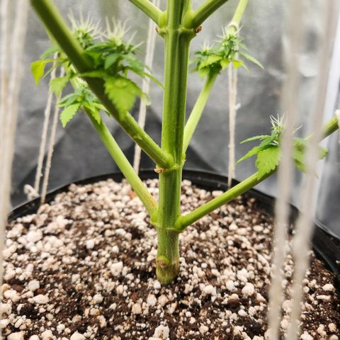 Quatro Topos growlog timeline photo