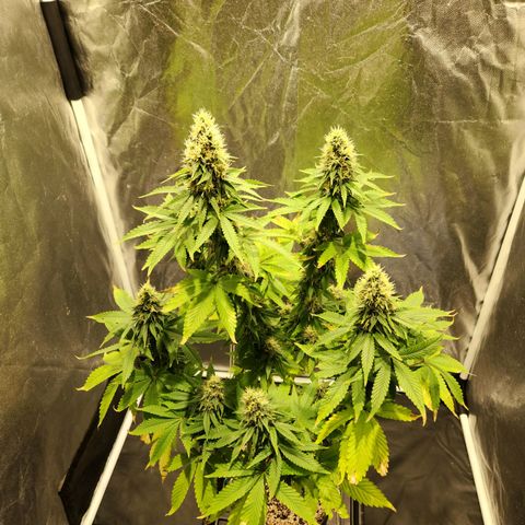 Quatro Topos growlog timeline photo