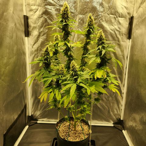 Quatro Topos growlog timeline photo