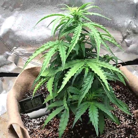 Mark 2 growlog timeline photo