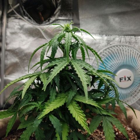 Mark 2 growlog timeline photo