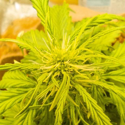 Mark 2 growlog timeline photo