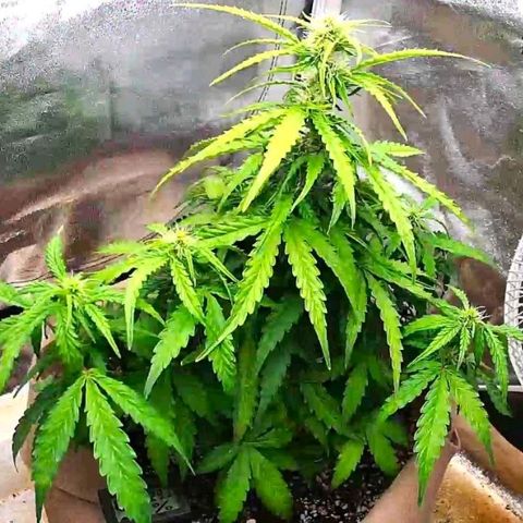Mark 2 growlog timeline photo