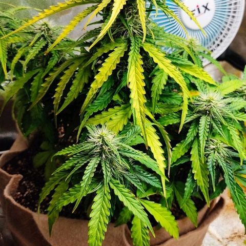 Mark 2 growlog photo: Засол