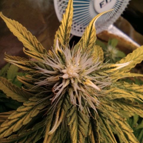 Mark 2 growlog photo: Засол
