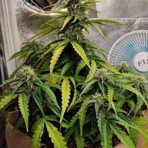 Mark 2 growlog photo: Засол