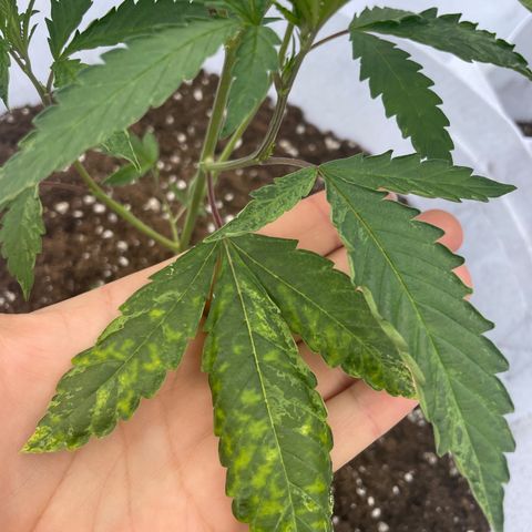 Jaffa Caked Cookies growlog timeline photo