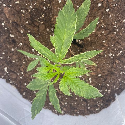 Jaffa Caked Cookies growlog timeline photo