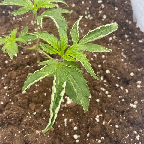 Jaffa Caked Cookies growlog timeline photo