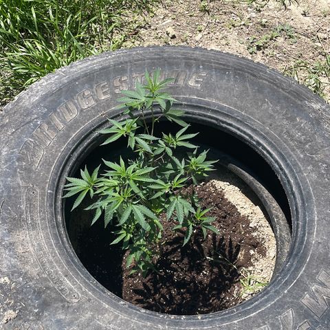 Jaffa Caked Cookies growlog timeline photo
