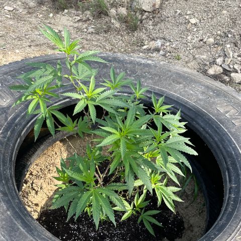 Jaffa Caked Cookies growlog timeline photo