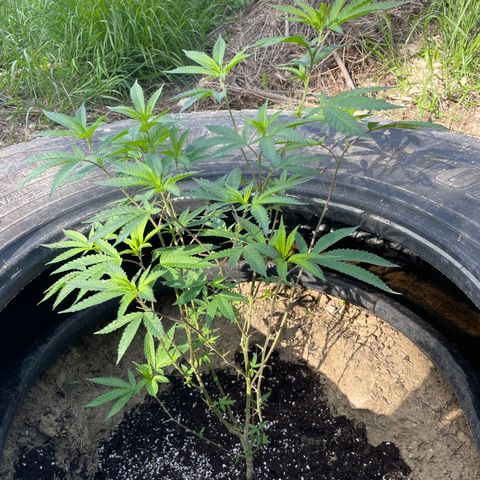 Jaffa Caked Cookies growlog timeline photo