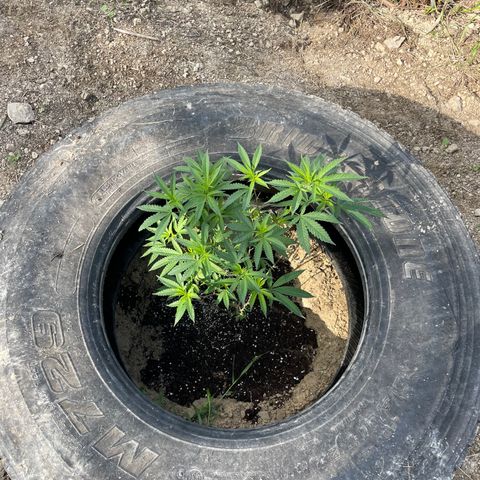 Jaffa Caked Cookies growlog timeline photo