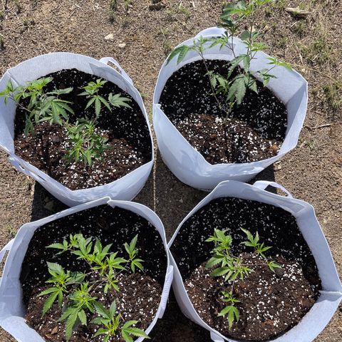 Jaffa Caked Cookies growlog timeline photo