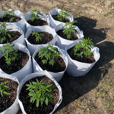 Jaffa Caked Cookies growlog timeline photo