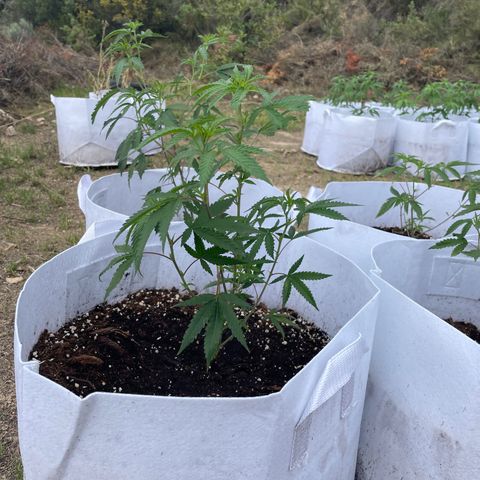 Jaffa Caked Cookies growlog timeline photo