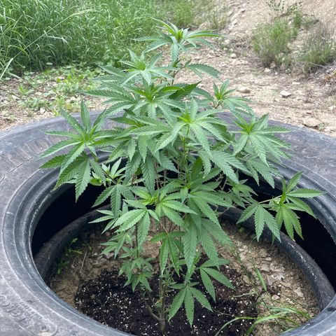 Jaffa Caked Cookies growlog timeline photo