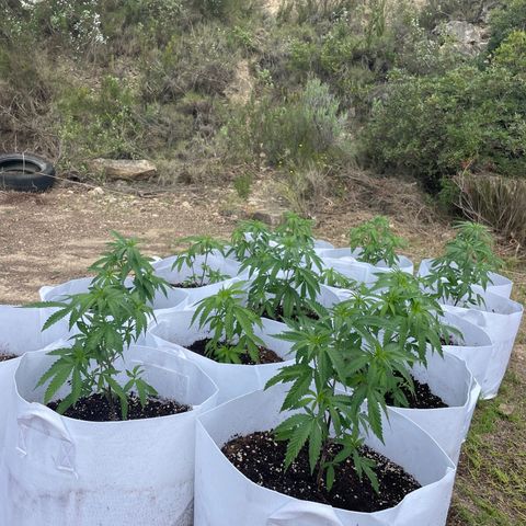 Jaffa Caked Cookies growlog timeline photo