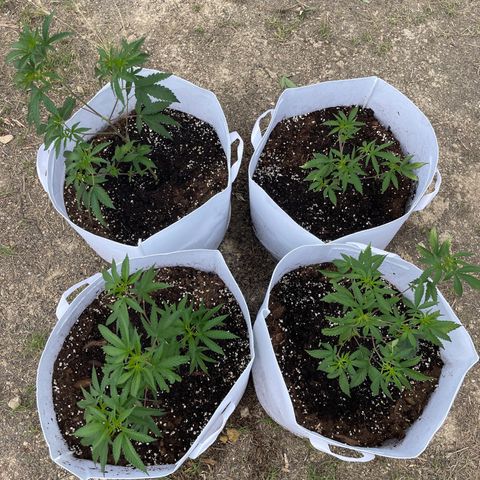 Jaffa Caked Cookies growlog timeline photo