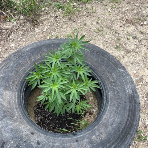 Jaffa Caked Cookies growlog timeline photo