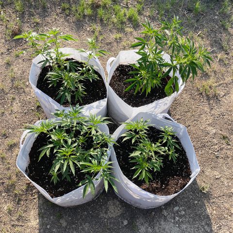 Jaffa Caked Cookies growlog timeline photo