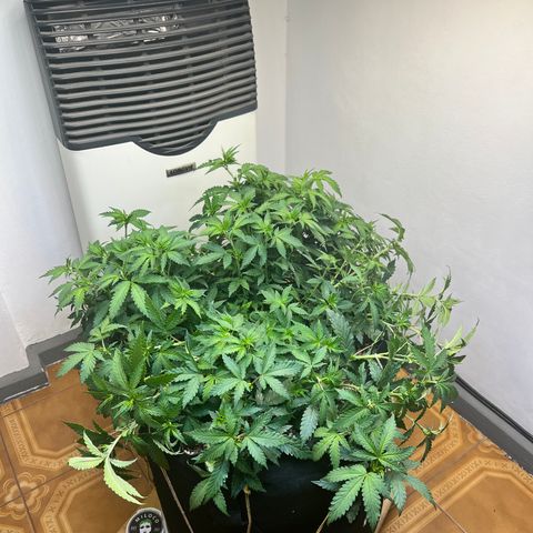 Super Lemon Haze growlog timeline photo